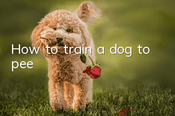 How to train a dog to pee?
