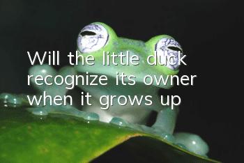 Will the little duck recognize its owner when it grows up?
