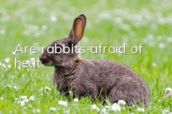 Are rabbits afraid of heat?
