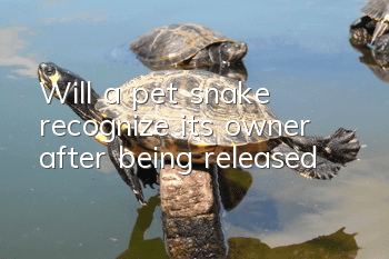 Will a pet snake recognize its owner after being released?