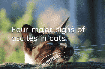 Four major signs of ascites in cats