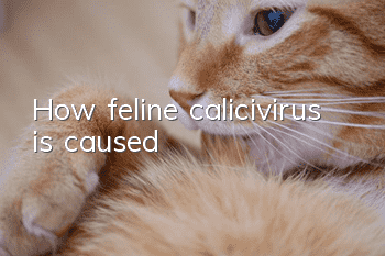 How feline calicivirus is caused