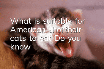 What is suitable for American shorthair cats to eat? Do you know?
