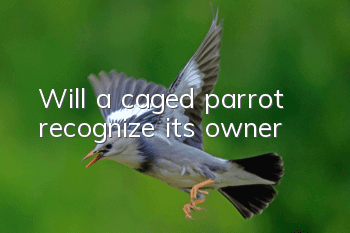 Will a caged parrot recognize its owner?