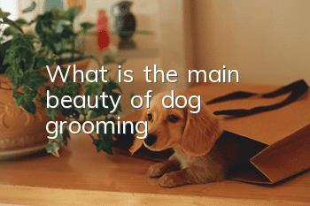 What is the main “beauty” of dog grooming?