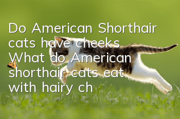Do American Shorthair cats have cheeks? (What do American shorthair cats eat with hairy cheeks?)