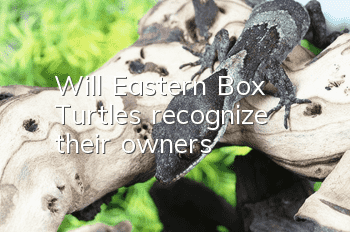 Will Eastern Box Turtles recognize their owners?