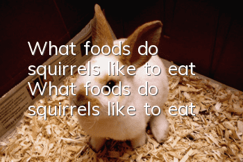 What foods do squirrels like to eat? What foods do squirrels like to eat?