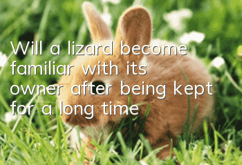 Will a lizard become familiar with its owner after being kept for a long time?