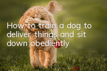 How to train a dog to deliver things and sit down obediently?