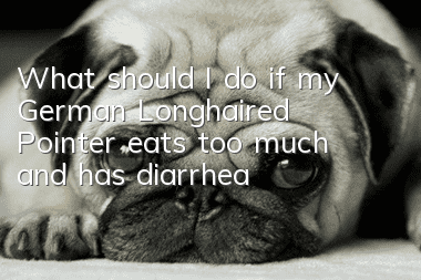 What should I do if my German Longhaired Pointer eats too much and has diarrhea?