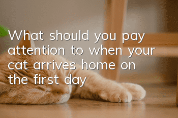 What should you pay attention to when your cat arrives home on the first day?