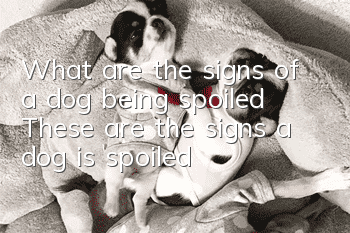What are the signs of a dog being spoiled? These are the signs a dog is spoiled!