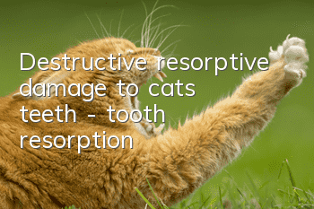 Destructive resorptive damage to cats’ teeth - tooth resorption