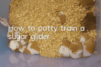 How to potty train a sugar glider