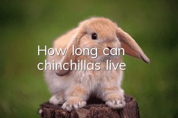 How long can chinchillas live?