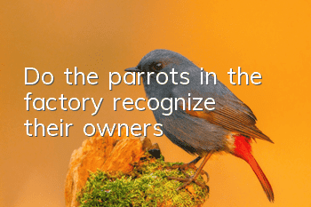 Do the parrots in the factory recognize their owners?