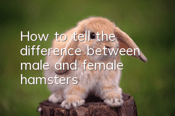 How to tell the difference between male and female hamsters