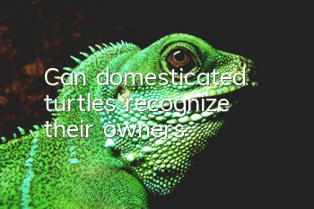 Can domesticated turtles recognize their owners?