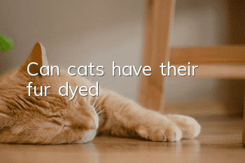 Can cats have their fur dyed?