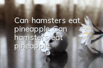 Can hamsters eat pineapple? Can hamsters eat pineapple?