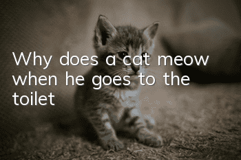 Why does a cat meow when he goes to the toilet?
