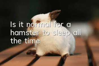 Is it normal for a hamster to sleep all the time?