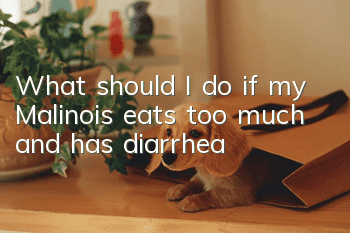 What should I do if my Malinois eats too much and has diarrhea?