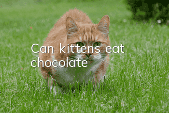 Can kittens eat chocolate?