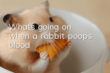What's going on when a rabbit poops blood?