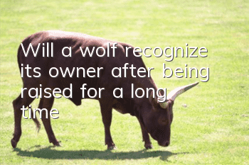Will a wolf recognize its owner after being raised for a long time?