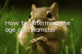 How to determine the age of a hamster