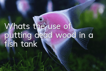 What's the use of putting dead wood in a fish tank?