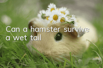 Can a hamster survive a wet tail?