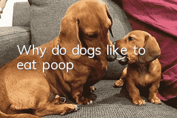 Why do dogs like to eat poop?