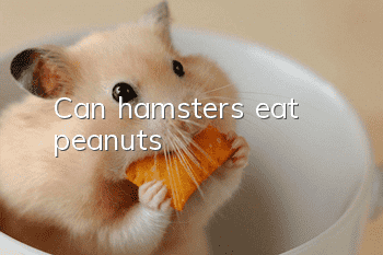 Can hamsters eat peanuts?