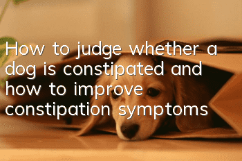 How to judge whether a dog is constipated and how to improve constipation symptoms?