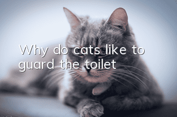 Why do cats like to guard the toilet?