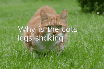 Why is the cat's legs shaking?