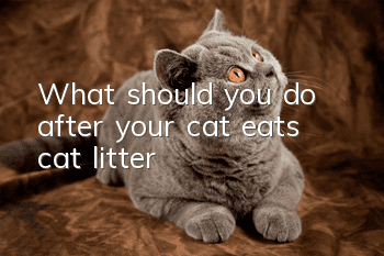 What should you do after your cat eats cat litter?