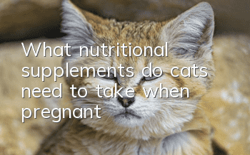 What nutritional supplements do cats need to take when pregnant?