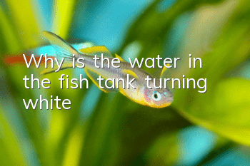 Why is the water in the fish tank turning white?