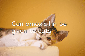 Can amoxicillin be given to cats?