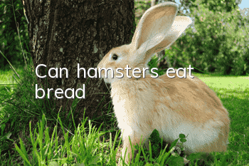 Can hamsters eat bread?