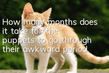 How many months does it take for the puppets to go through their awkward period?