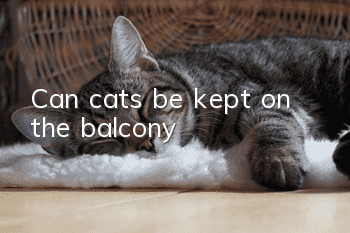 Can cats be kept on the balcony?