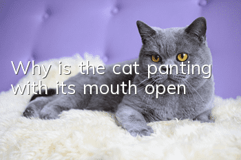 Why is the cat panting with its mouth open?