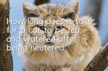 How long does it take for a cat to be fed and watered after being neutered?