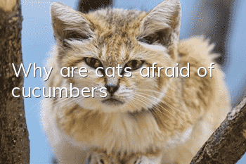 Why are cats afraid of cucumbers?