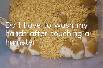 Do I have to wash my hands after touching a hamster?